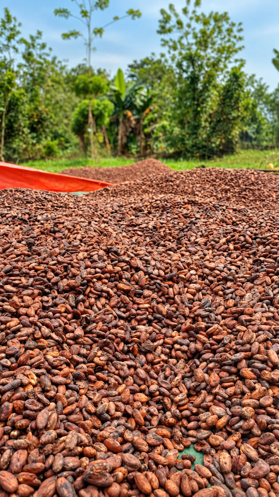 A large mound of cocoa beans drying outdoors beside an orange tarpaulin