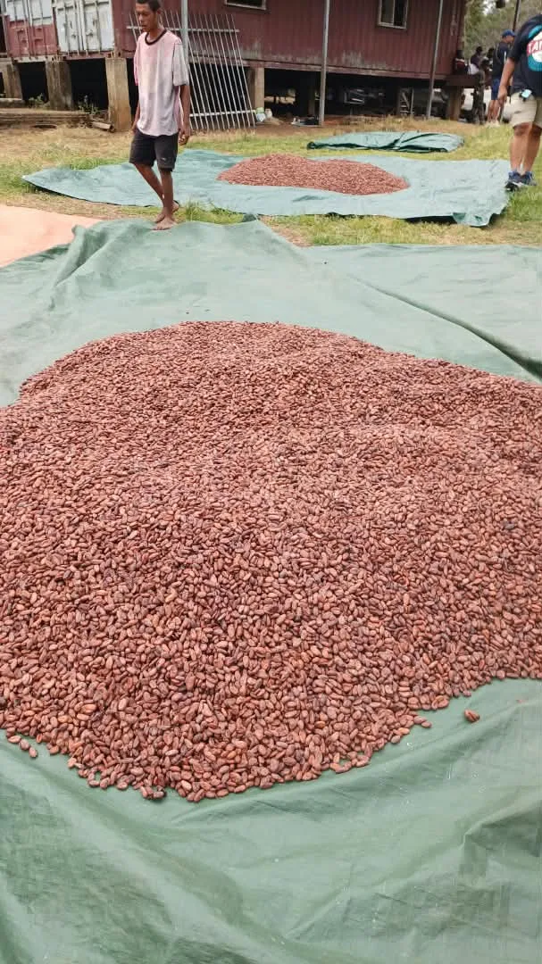 Cocoa beans spread to dry on a green tarpaulin