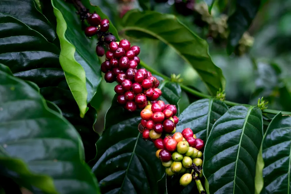 A cluster of ripe red coffee cherries among glossy leaves