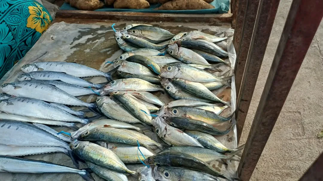 Fresh fish laid out for sale at a local market