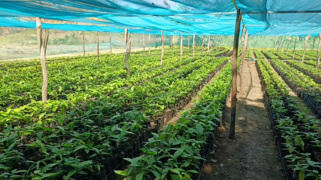 Dense beds of cocoa seedlings beneath blue shade netting