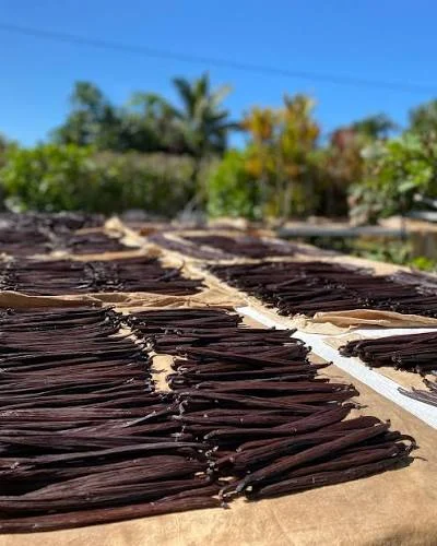 Rows of vanilla pods drying in the sun on paper-lined racks