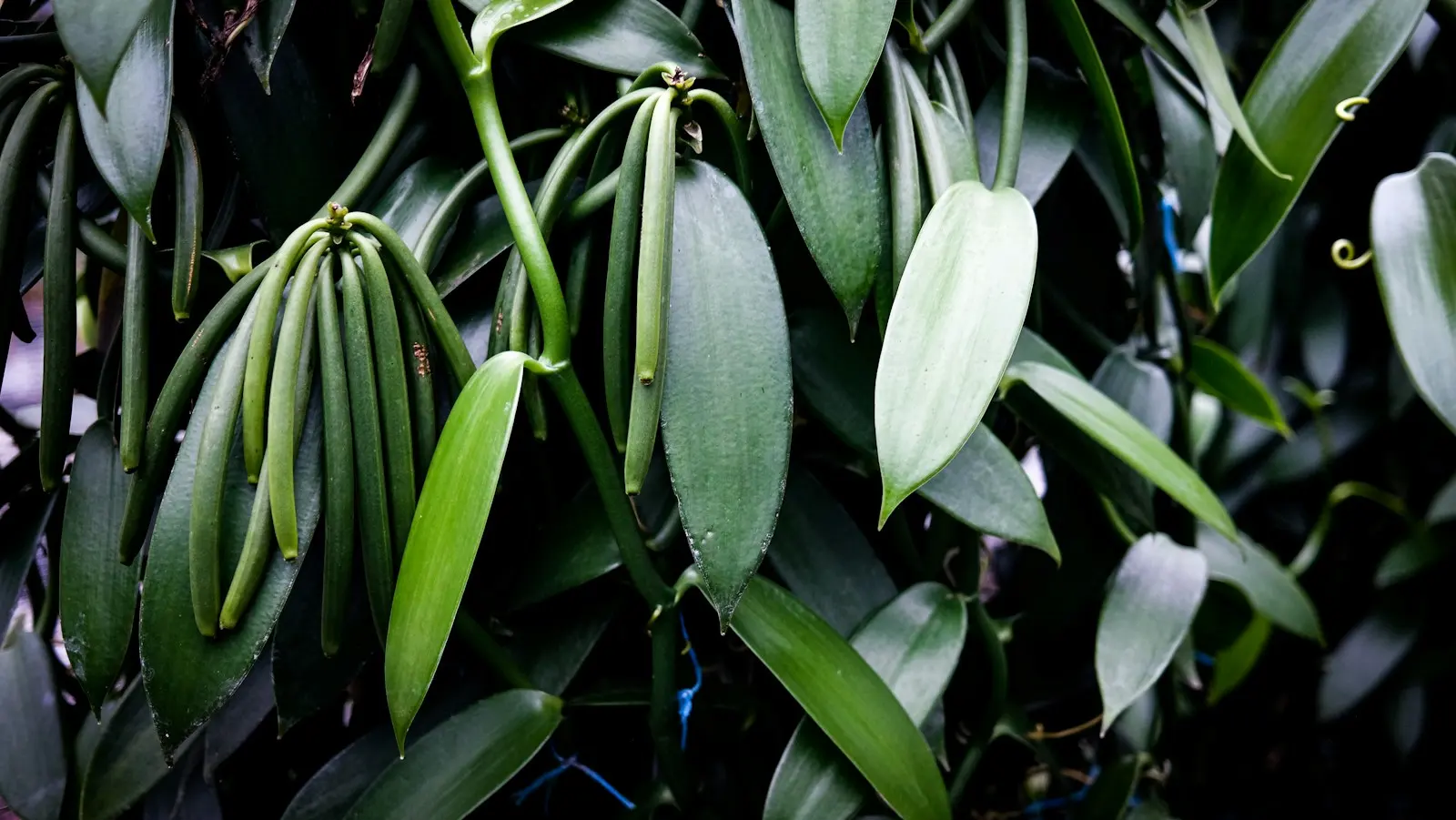 Green vanilla pods hanging from a vanilla vine
